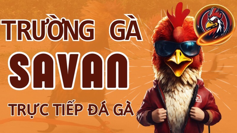 Giới thiệu về trường gà Savan
